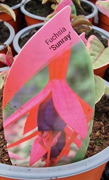 FUCHSIA &#39;&#39;SUNRAY&#39;&#39;