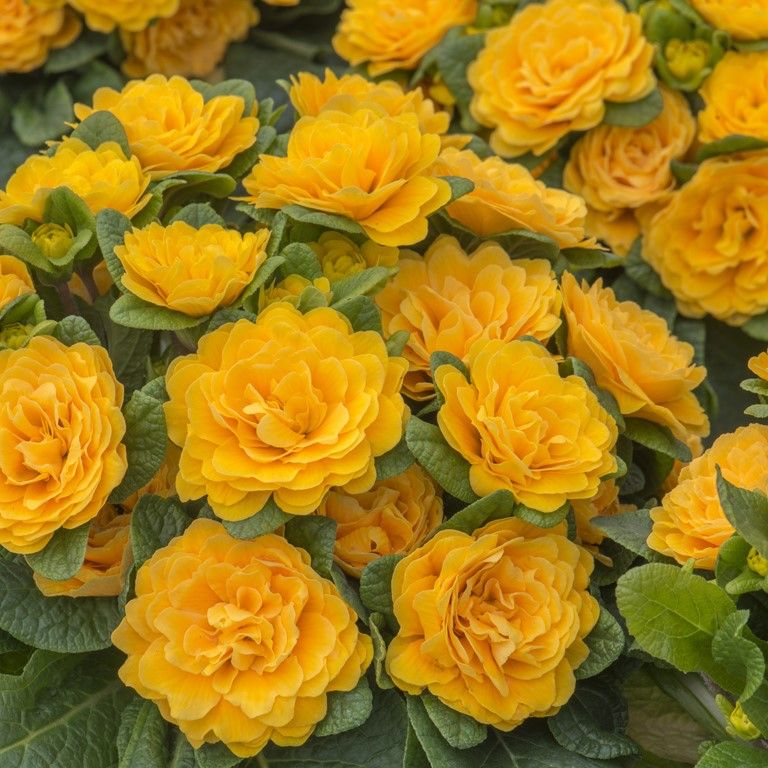 PRIMULA BELARINA ''MANDARIN''