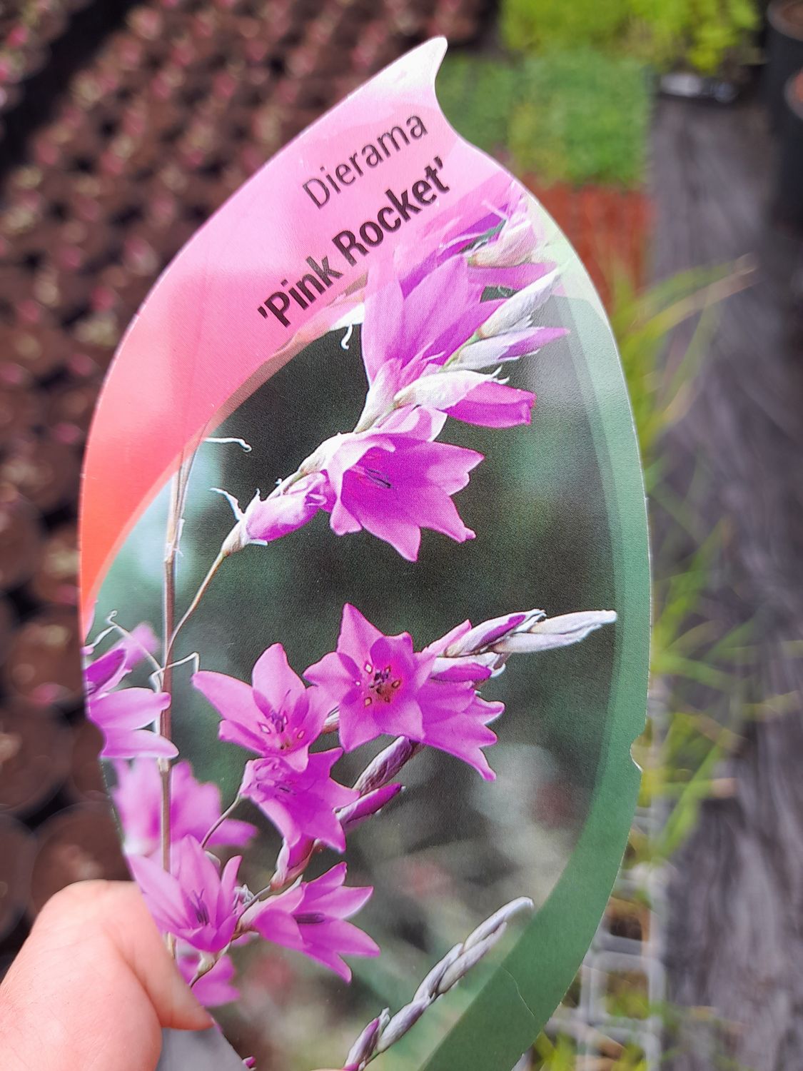 Angel's Fishing Wand DIARAMA PINK ROCKET ..tough Angels Fishing Wand with pink nodding bells with a dark eye . Winter hardy tough . Flowers for months and lasts for years.