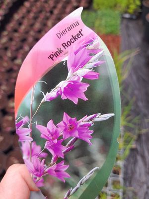 Angel's Fishing Wand DIARAMA PINK ROCKET ..tough Angels Fishing Wand with pink nodding bells with a dark eye . Winter hardy tough . Flowers for months and lasts for years. Angel's Fishing Wand DIARAMA PINK ROCKET ..tough Angels Fishing Wand with pink nodding bells with a dark eye . Winter hardy tough . Flowers for months and lasts for years.