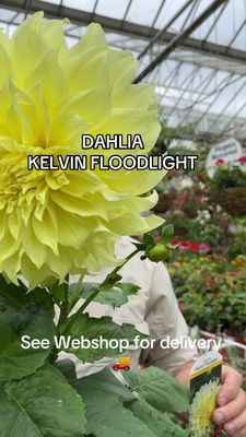 Dahlia 'Kelvin Floodlight'