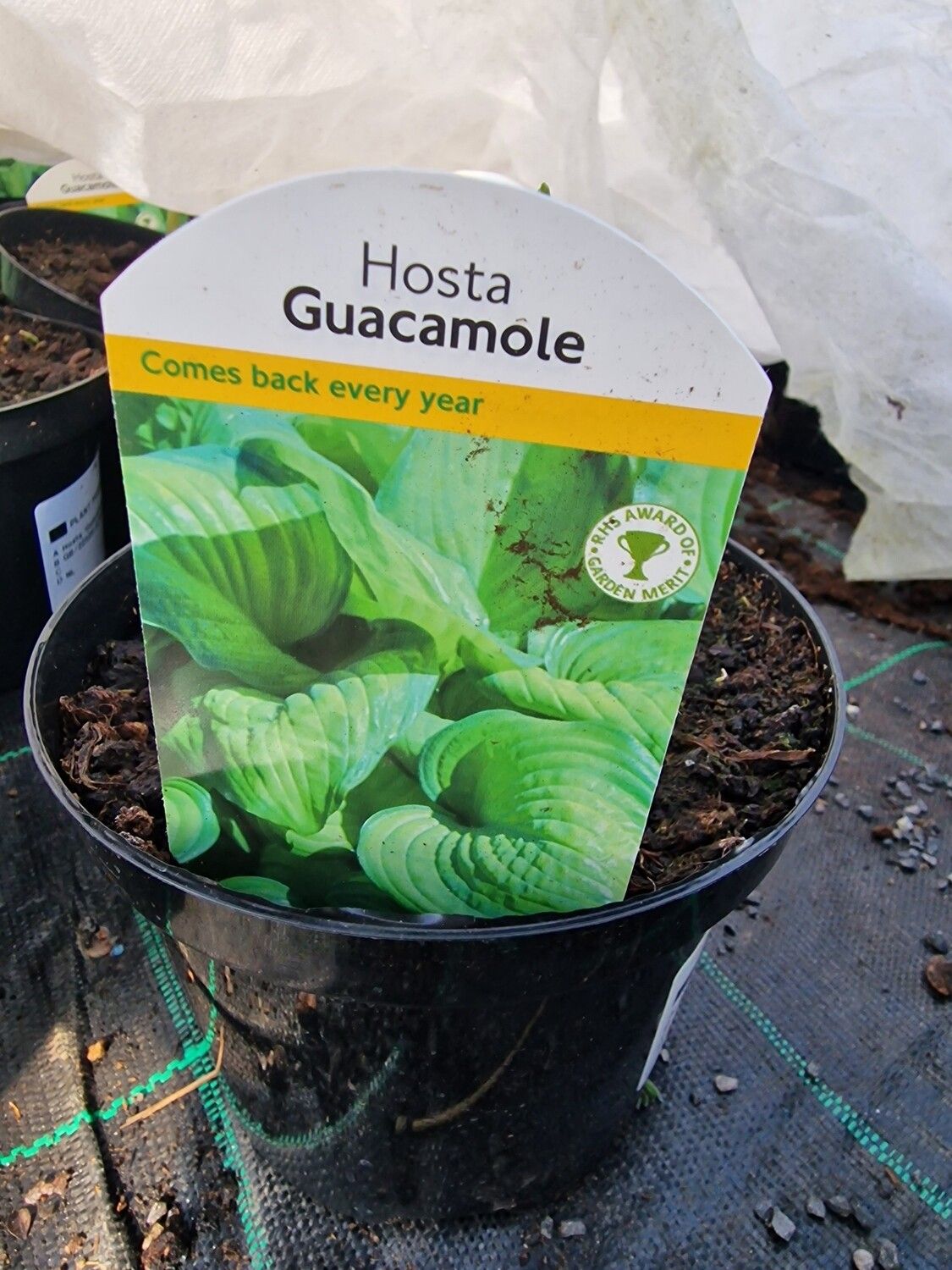 Hosta Guacamole,fresh foliage and months of flowers Good in pots or beds In shade