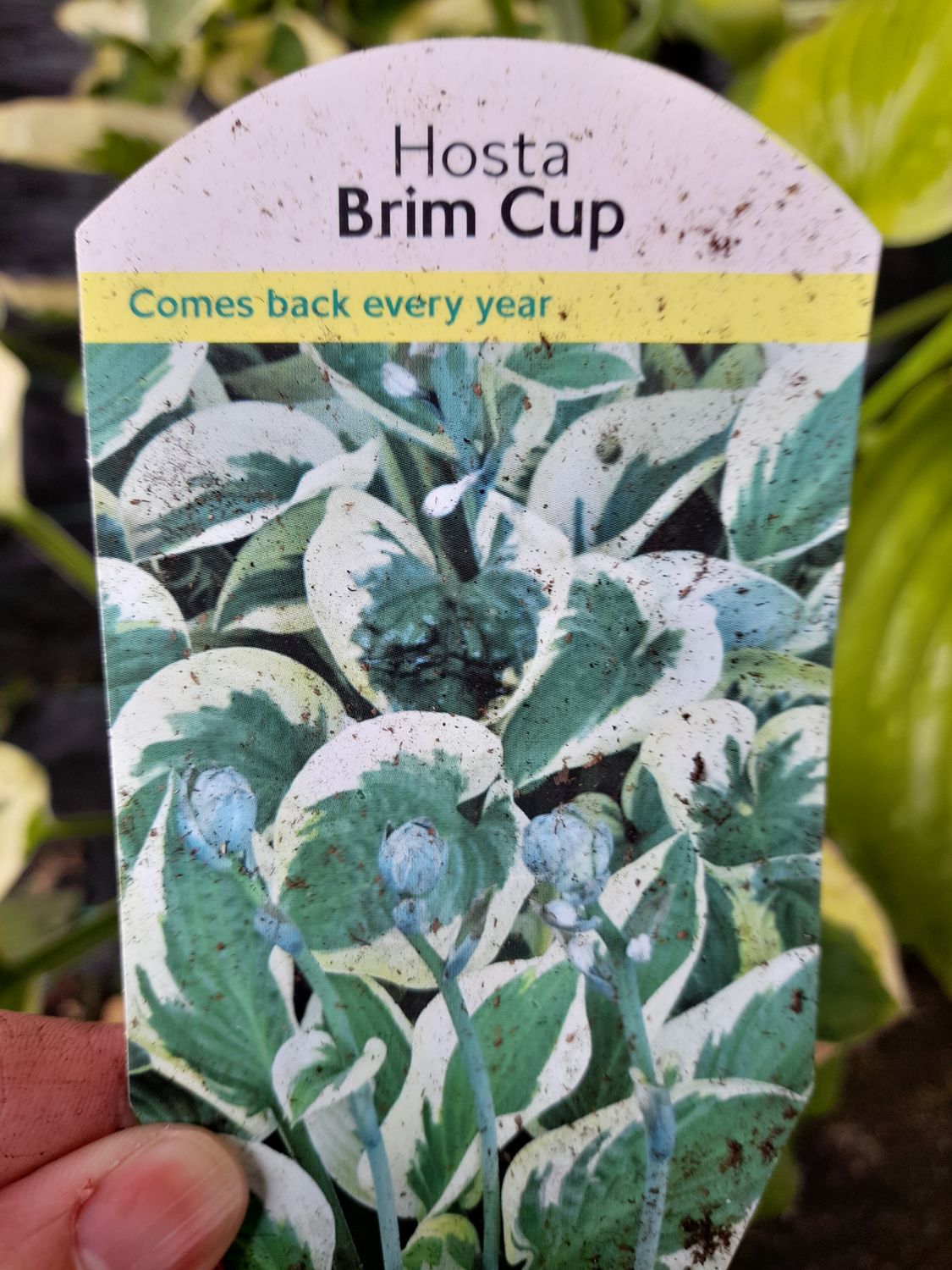 Hosta &#39;&#39;BRIM CUP&#39;&#39;