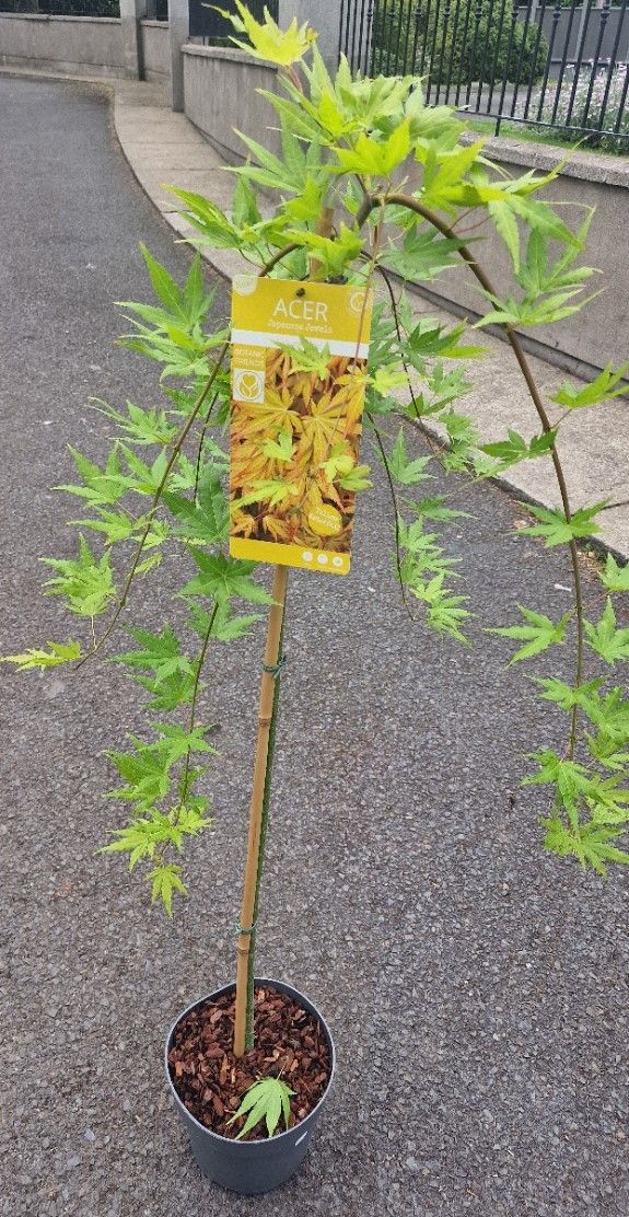 Weeping Japanese Maple &#39;&#39;Cascade Gold&#39;&#39;
