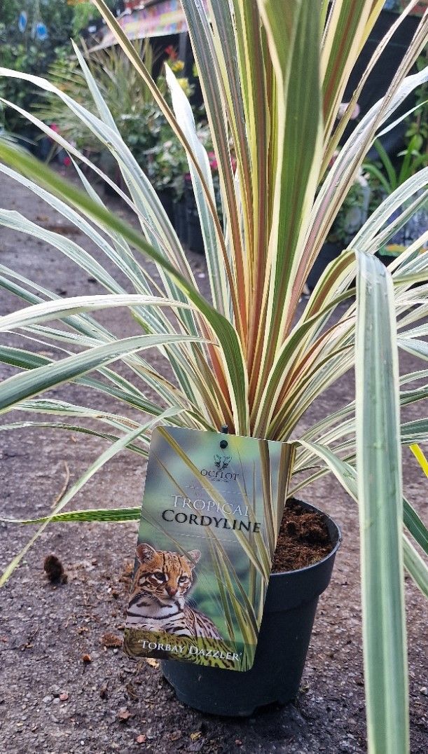 CORDYLINE TORBAY DAZZLER perfect in pots or beds for year round colour,add colour under and change with the seasons!