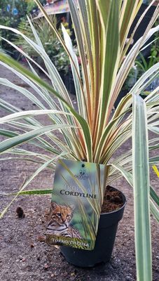CORDYLINE TORBAY DAZZLER perfect in pots or beds for year round colour,add colour under and change with the seasons!