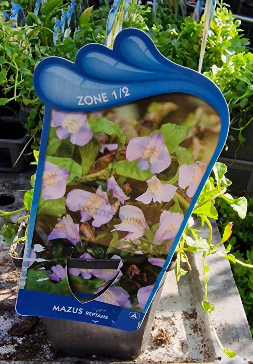 Mazus reptans Pink