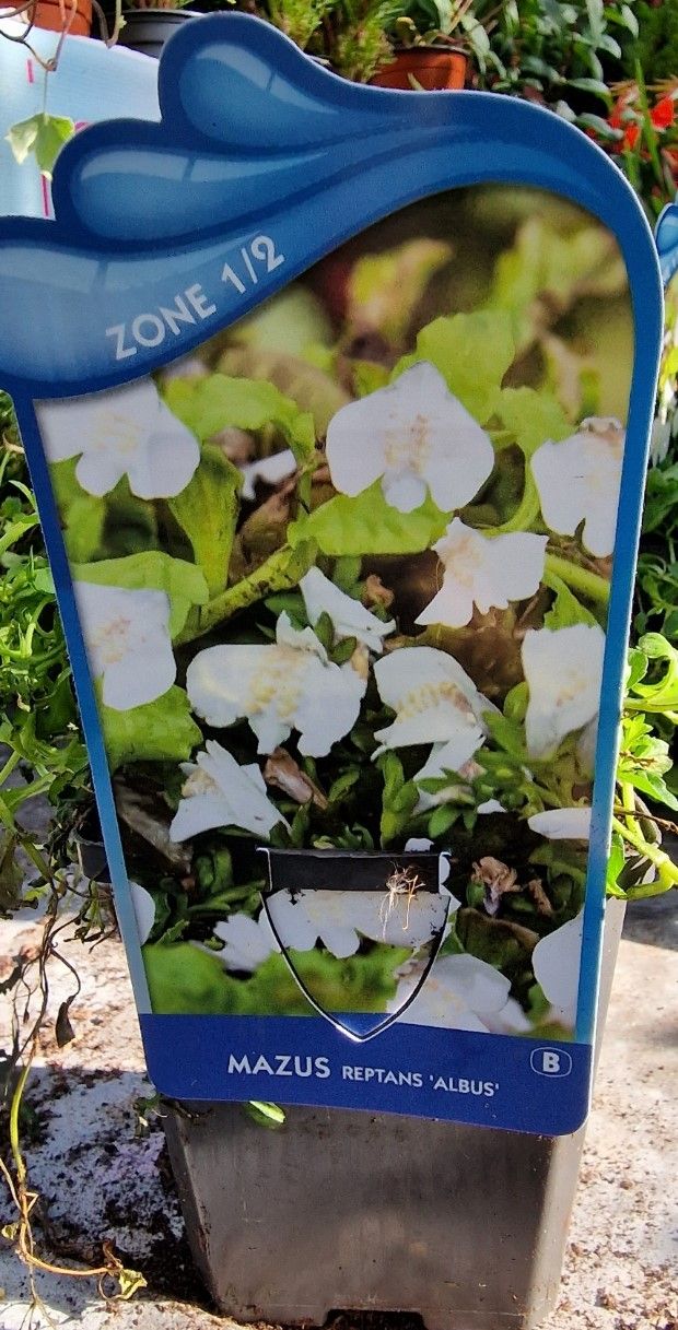 Mazus reptans Albus