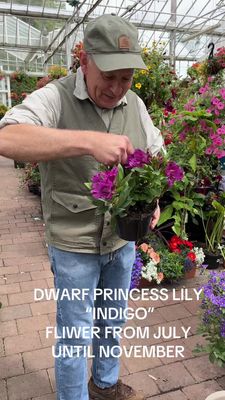 Princess Lily ,Alstromeria Indigo - a Dwarf Princess Lily ,flowers non stop from June Until October ..Good in pots or beds ...Winter hardy and lasts for years