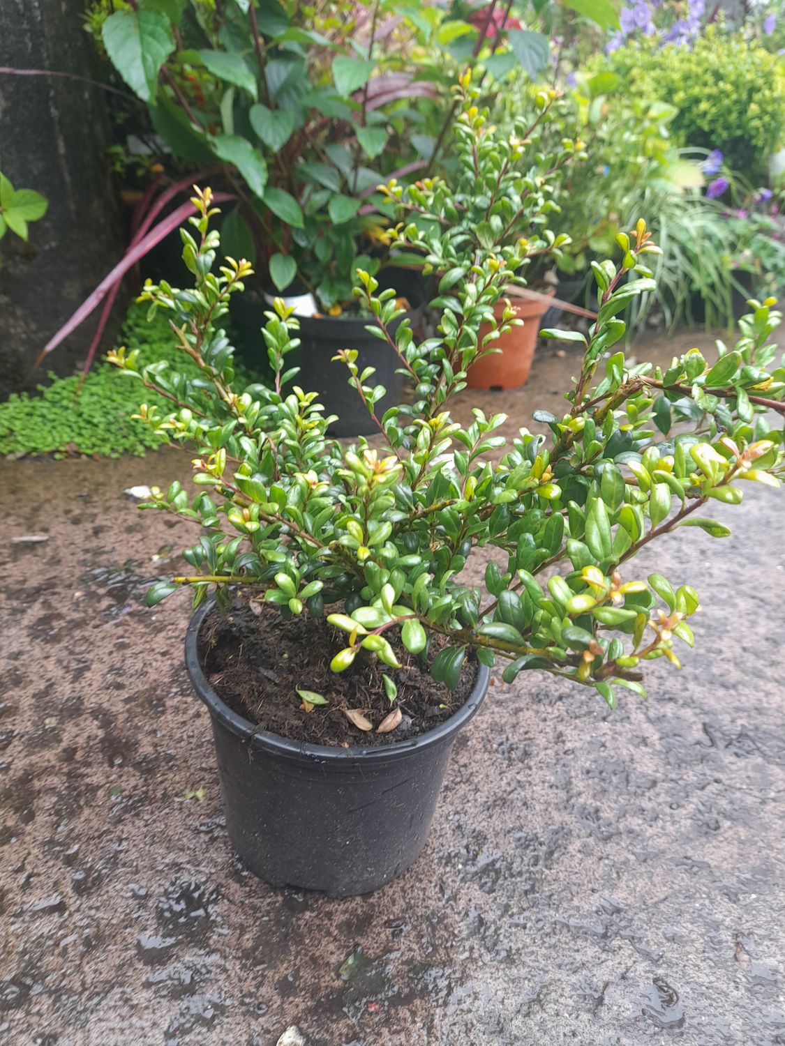 Holly Box Convexa Green Hedger