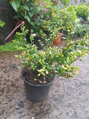 Holly Box Convexa Green Hedger Hollybox