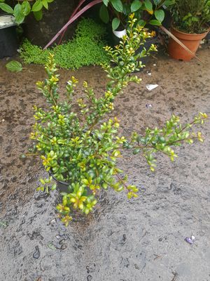Holly Box Convexa Green Hedger Hollybox