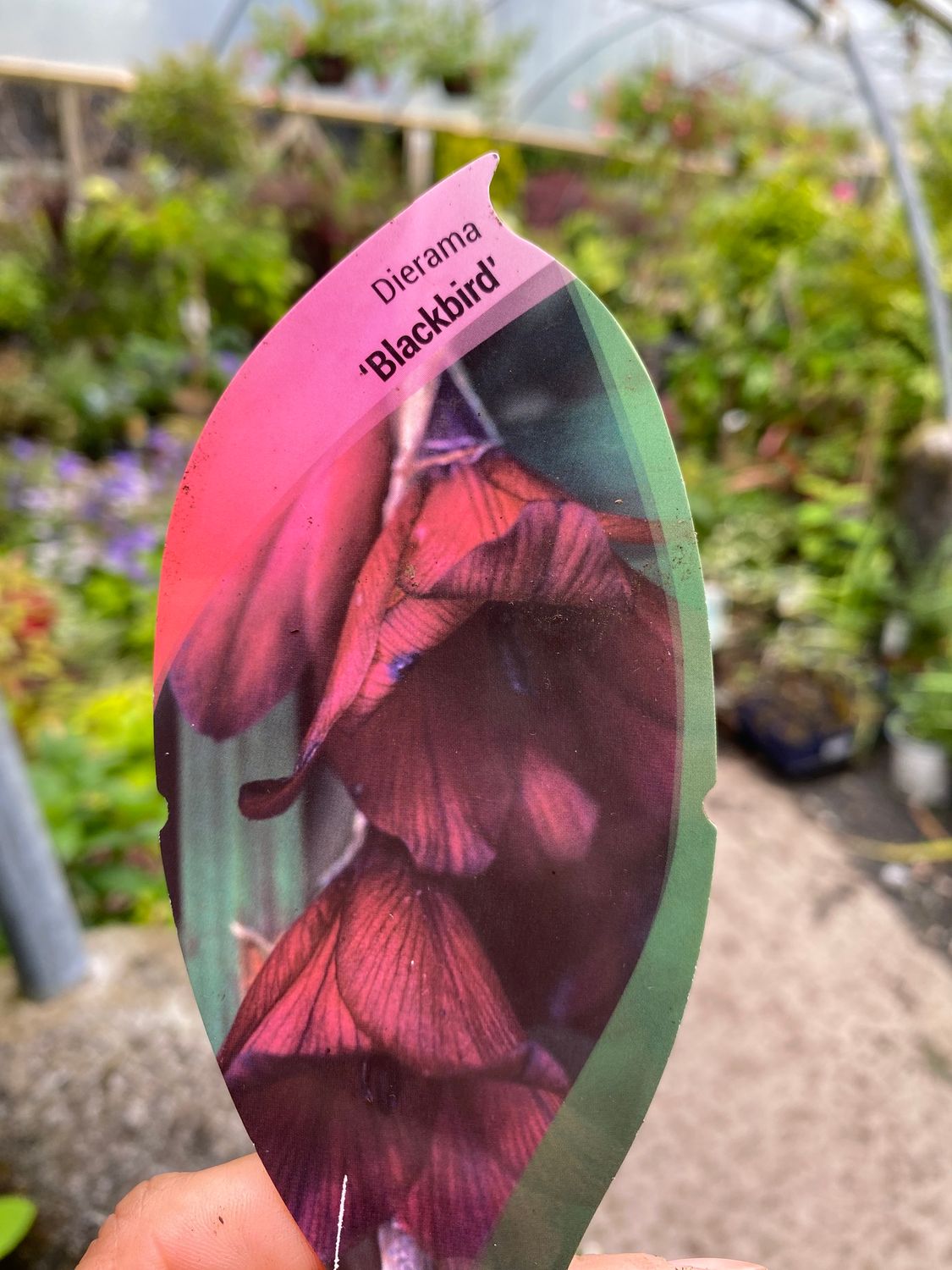 Dierama Blackbird - Angel&#39;s Fishing Wand