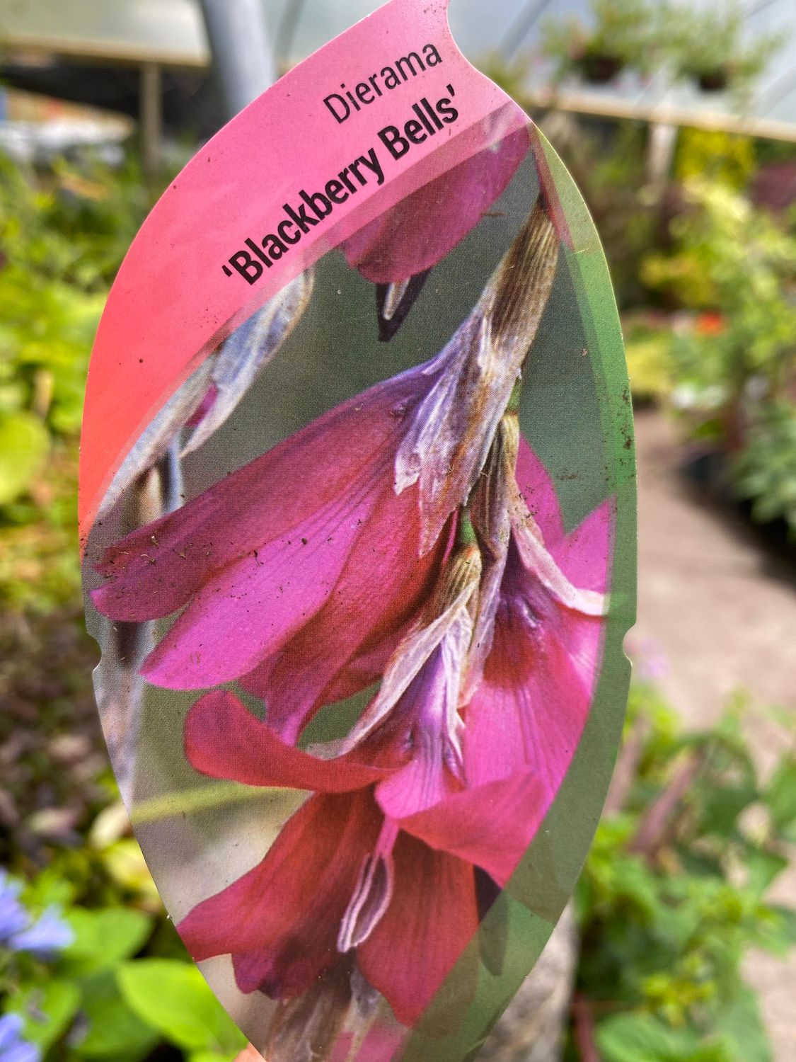 Dierama Blackberry Bells - Angel&#39;s Fishing Wand