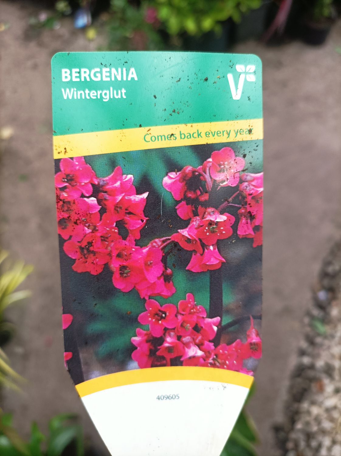 Bergenia - Winterglut (Winterglow)