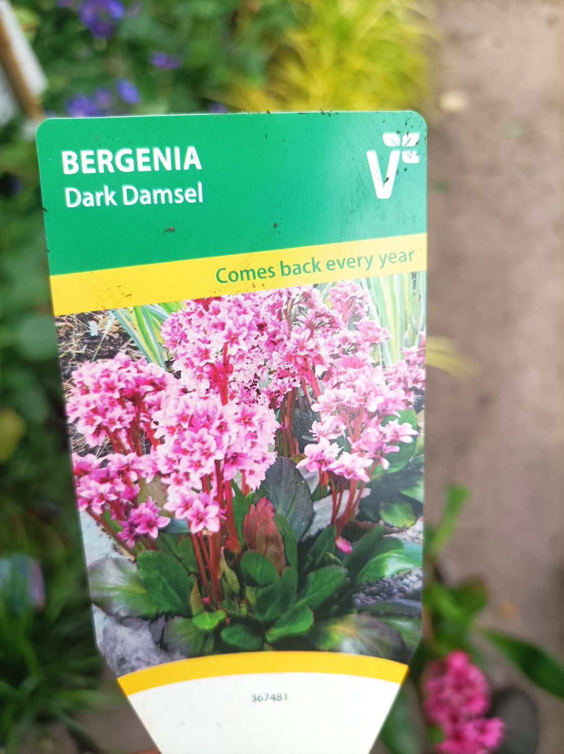 Bergenia - Dark Damsel