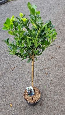 Euonymus ‘Extravaganza’ on Stem