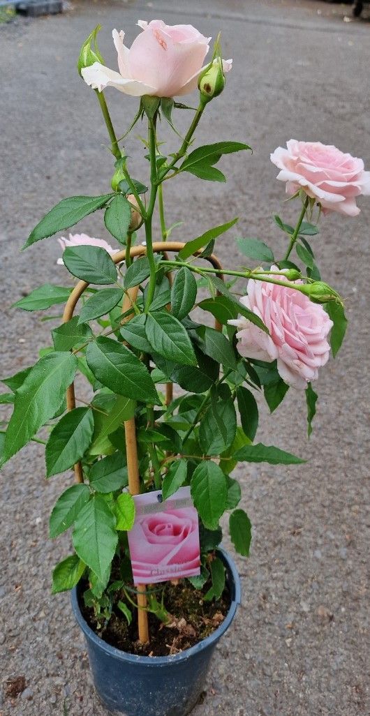 Rose - Classic