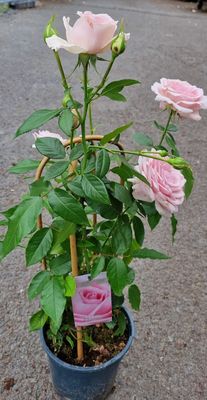 Rose - Classic