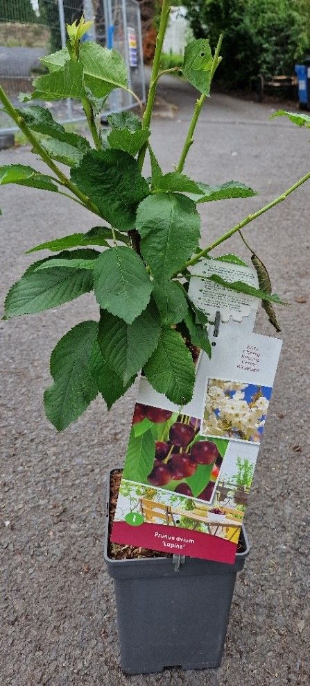 Prunus Patio- &#39;&#39;LAPINS&#39;&#39; Dwarf Cherry