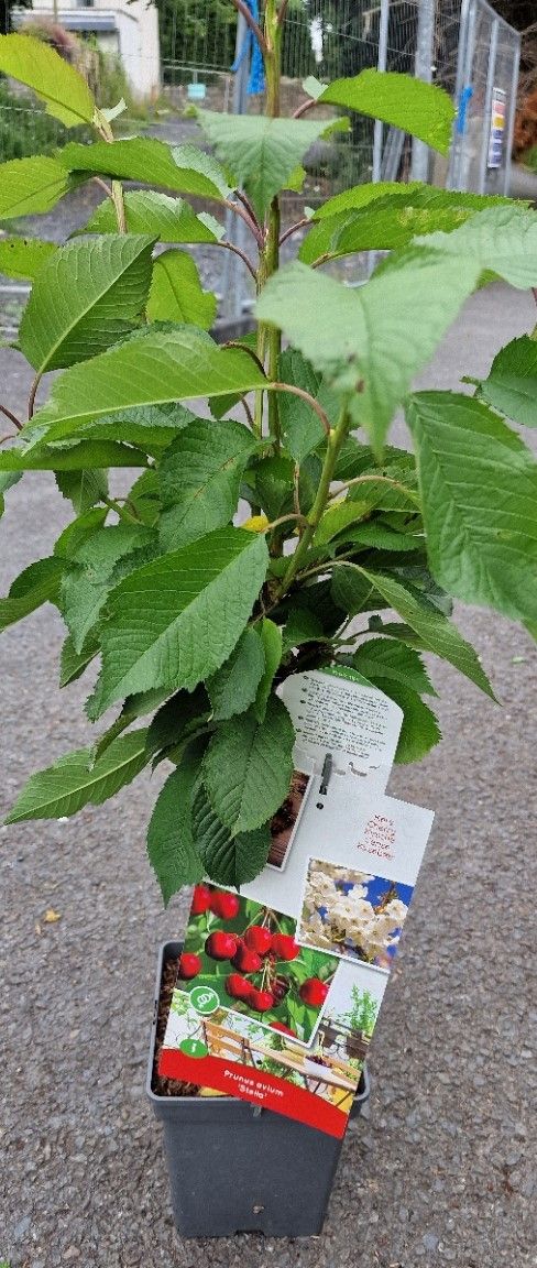 Prunus Patio- &#39;&#39;STELLA&#39;&#39; Dwarf Cherry