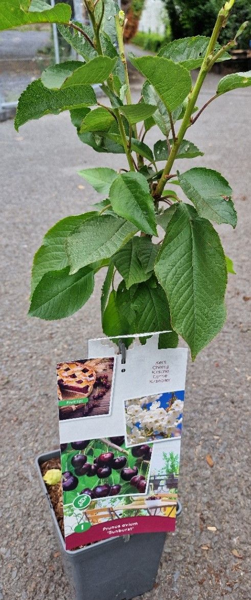 Prunus Patio- &#39;&#39;SUNBURST&#39;&#39; Dwarf Cherry