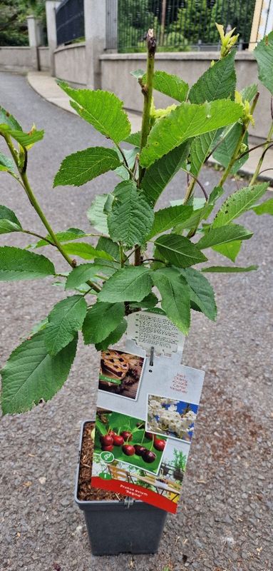 Prunus Patio- ''Regina'' Dwarf Cherry