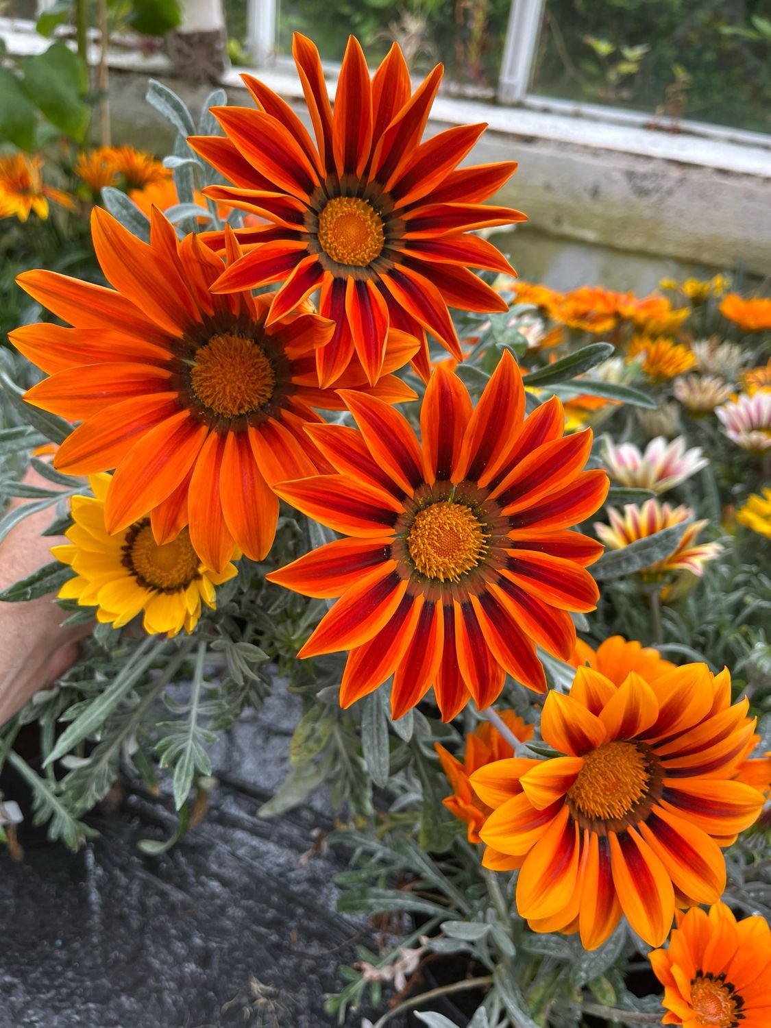 3 Plants,Frosty GAZANIA Frosty ..mixed colours ..flower non stop until October and lasts for years. Good in pots or beds in a sunny and free draining spot