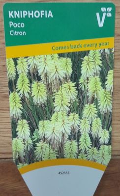 Kniphofia 'Poco Citron'