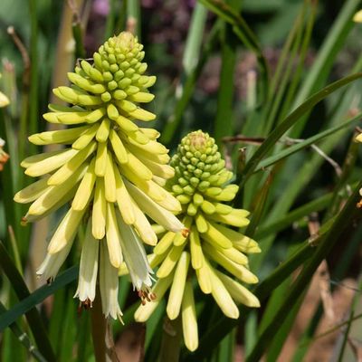 Kniphofia &#39;Poco Citron&#39;