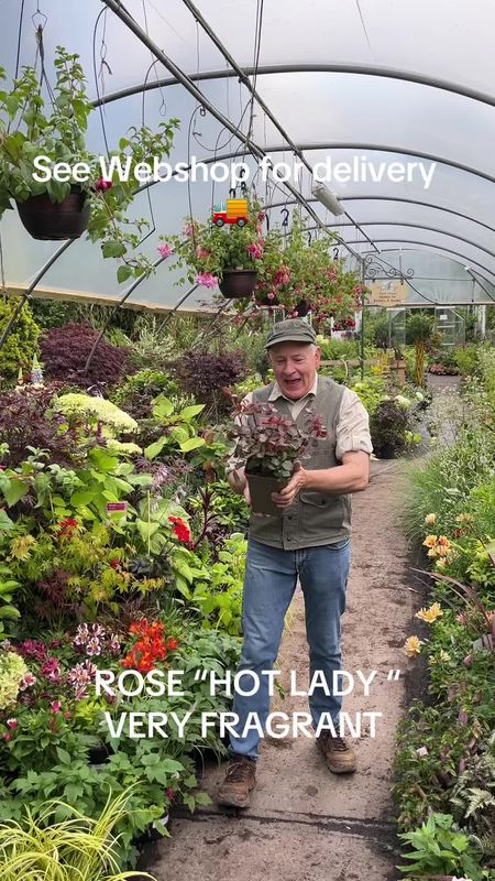 Fragrant Rose Hot Lady flowers non stop from June until end Of October . Flowers double Red . Good in pots or beds