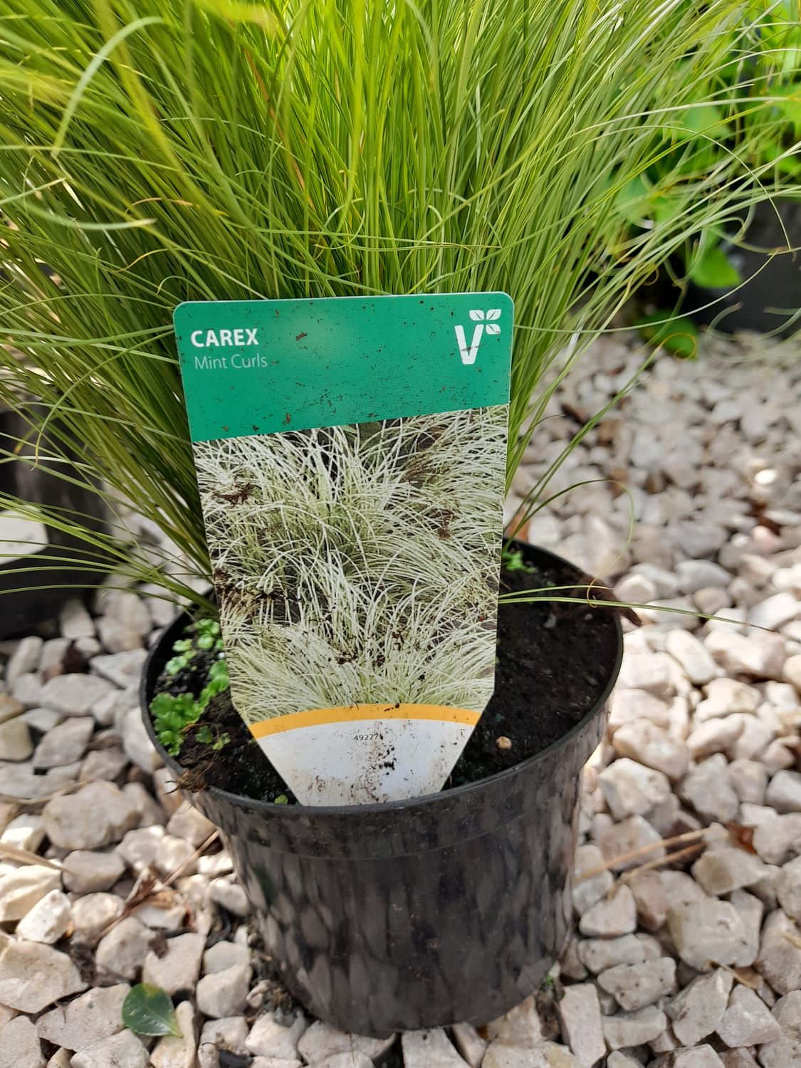 Carex &#39;&#39;Mint Curls&#39;&#39;
