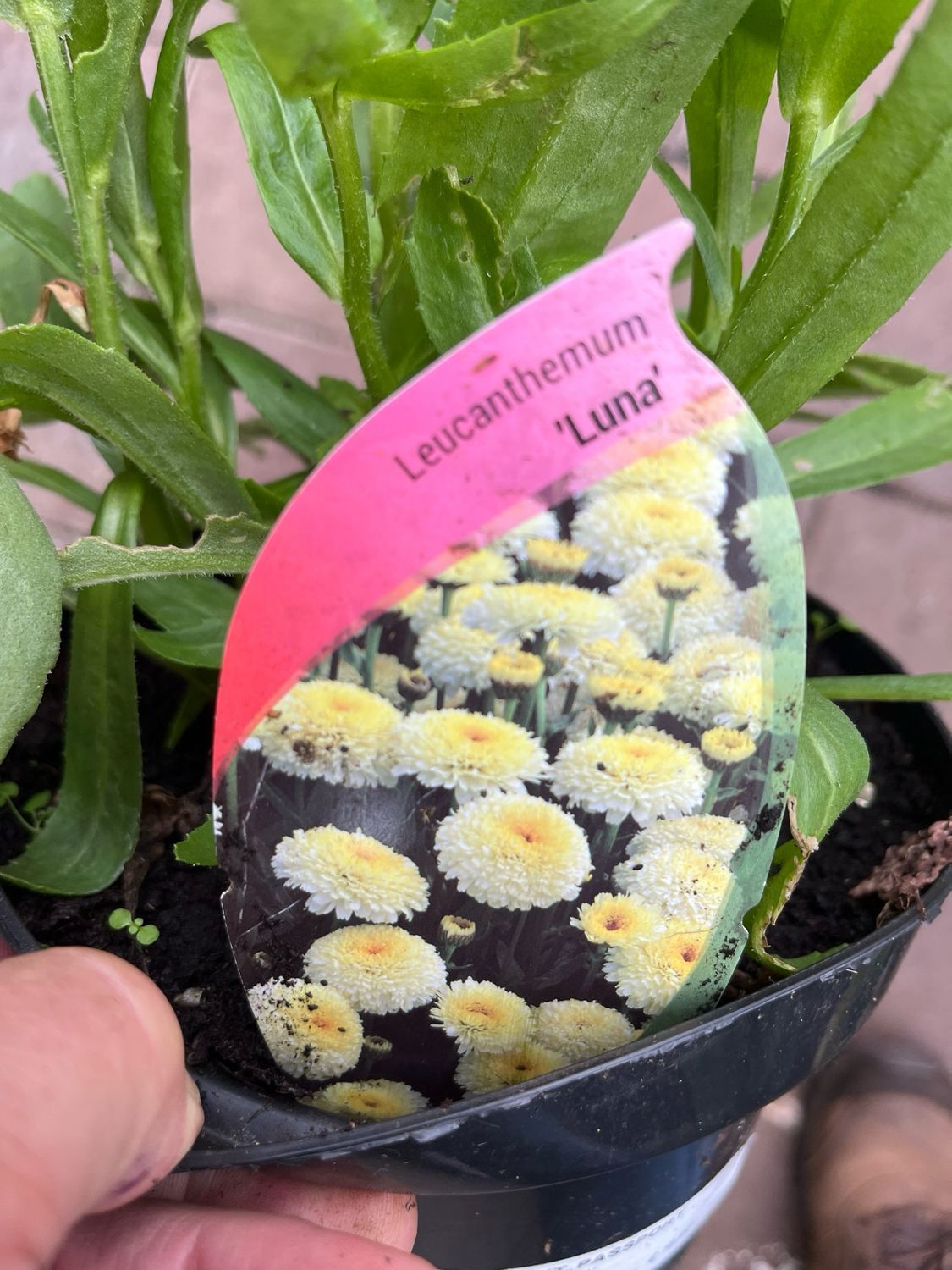 Leucanthemum/Shasta Daisy &#39;Luna&#39;