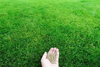 Lawn Seed