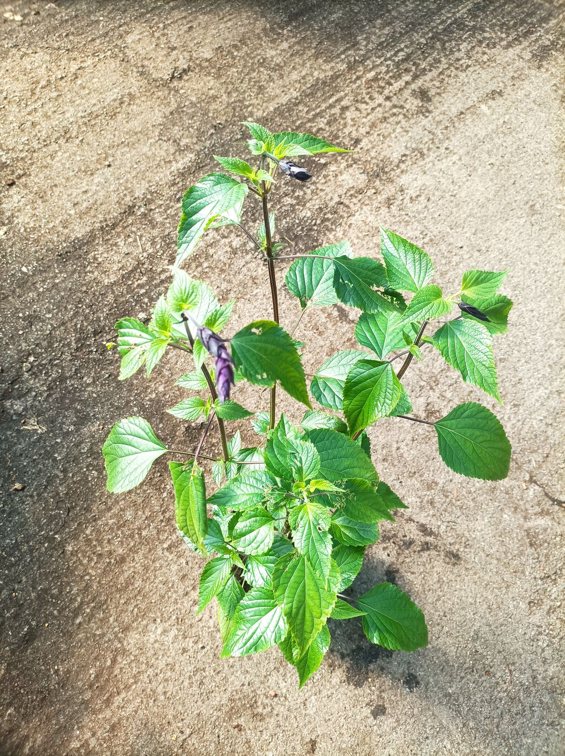 Salvia - Amistad .. likes a sunny and free draining spot.