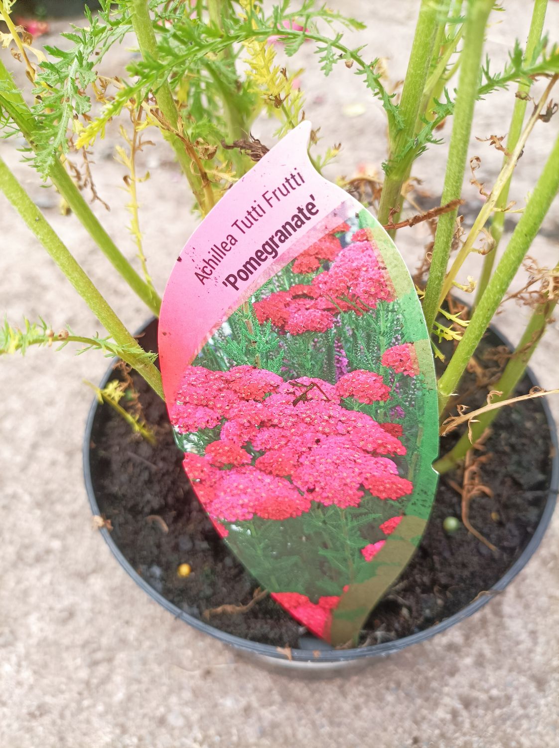 Achillea Tutti Frutti - Pomegranate - a hardy yarrow, flowers for months and lasts for years.