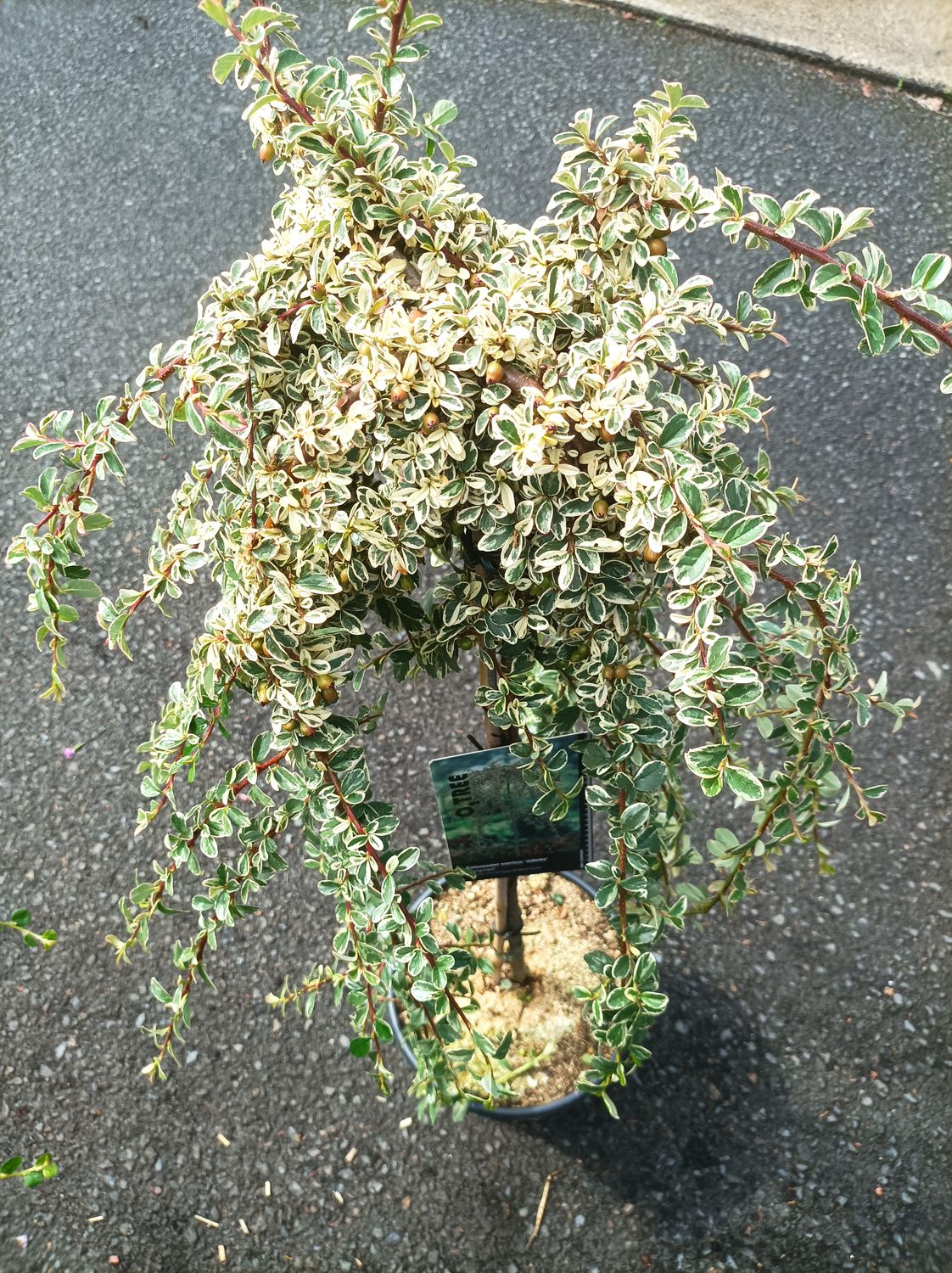 Cotoneaster - Juliette - Mini Weeping Tree for pots or beds. Colourful Evergreen foliage with white flowers in Spring and red berries in Autumn.