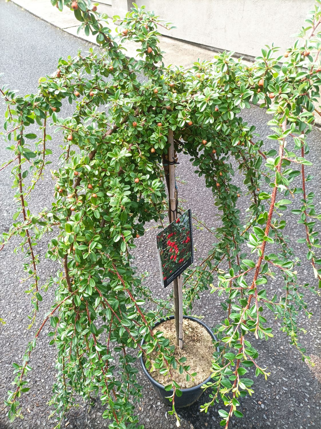 Cotoneaster - Coral Beauty - Mini weeping tree for pots or beds. Evergreen plus white flowers in Spring and Red Berries in Autumn