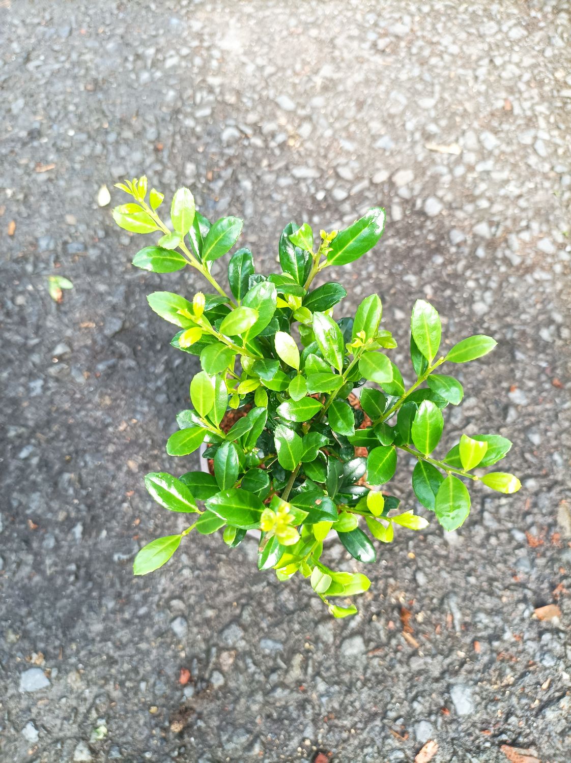 Holly Box- Luxus Hedger - neat low growing hedge - no boxwood blight.