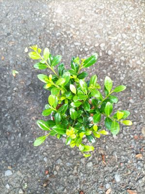 Holly Box- Luxus Hedger - neat low growing hedge - no boxwood blight.