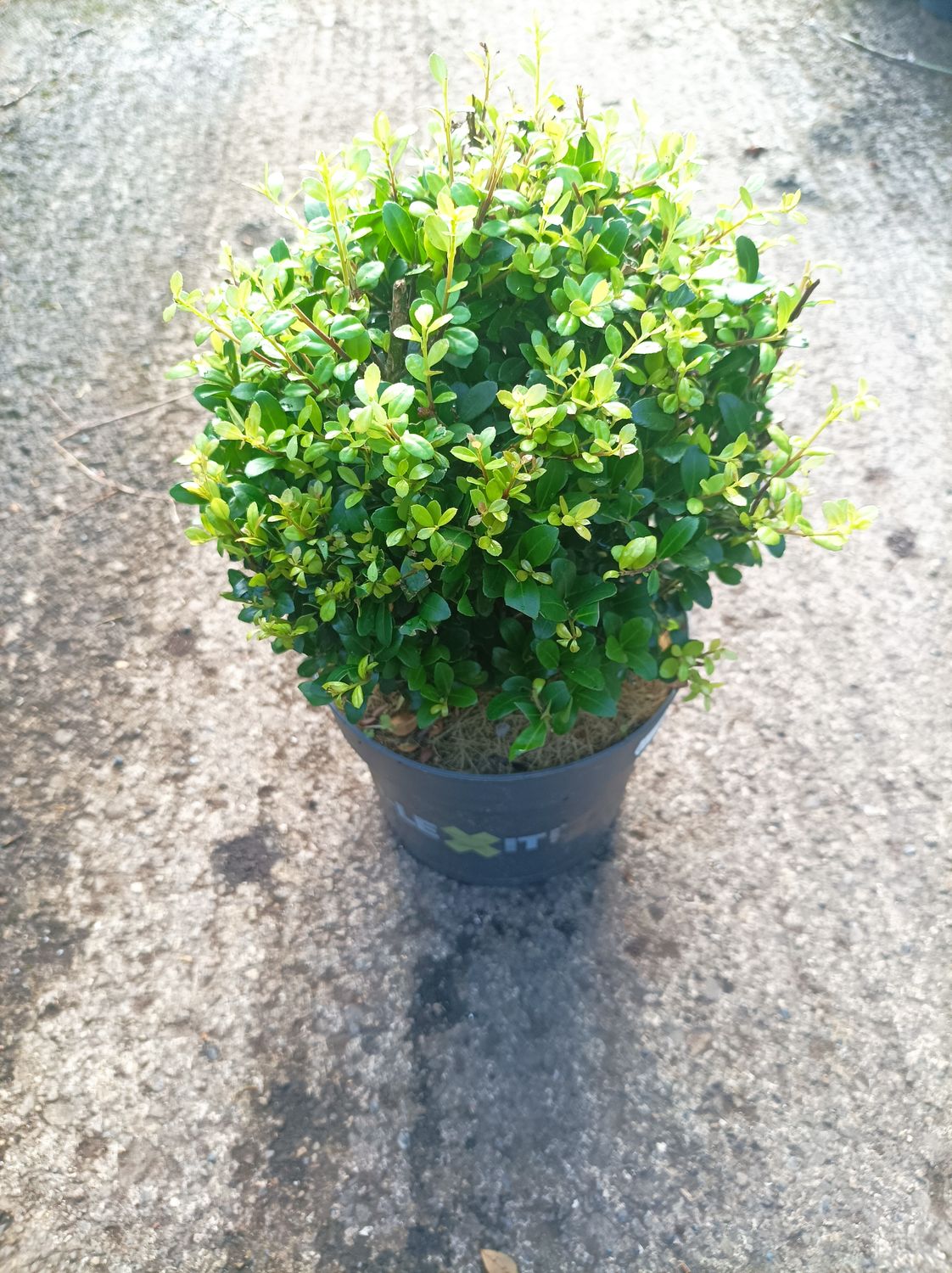 Holly Box - Ilex Dark Green Ball - Winter Hardy - No boxwood blight.