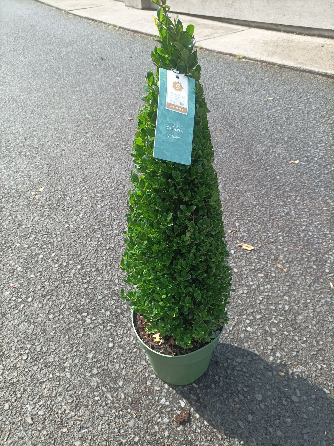 Ilex - Holly Box Jenny PYRAMID free from Box Blight Very tight neat growth .