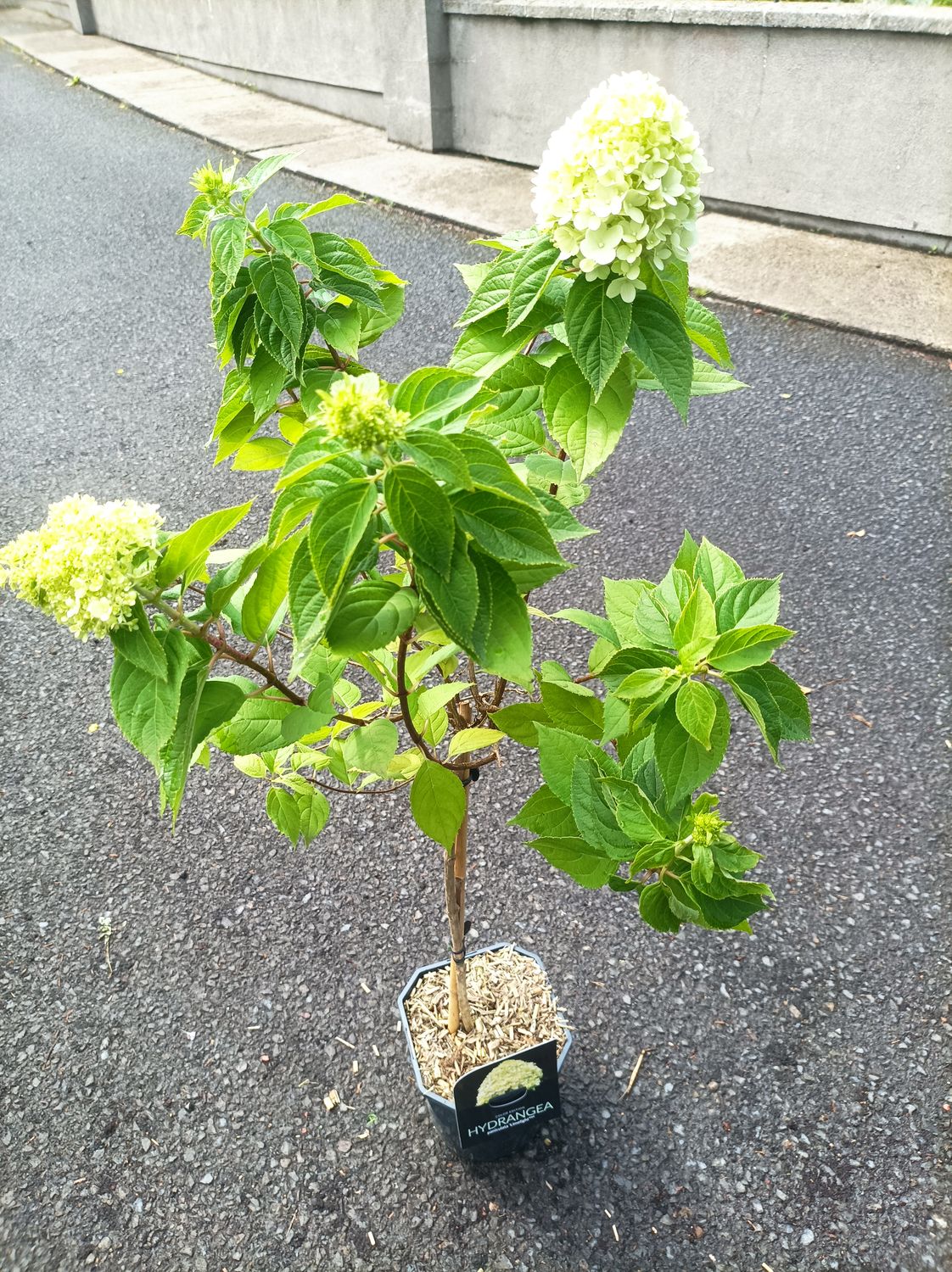 Hydrangea &#39;Limelight&#39; - Small Tree