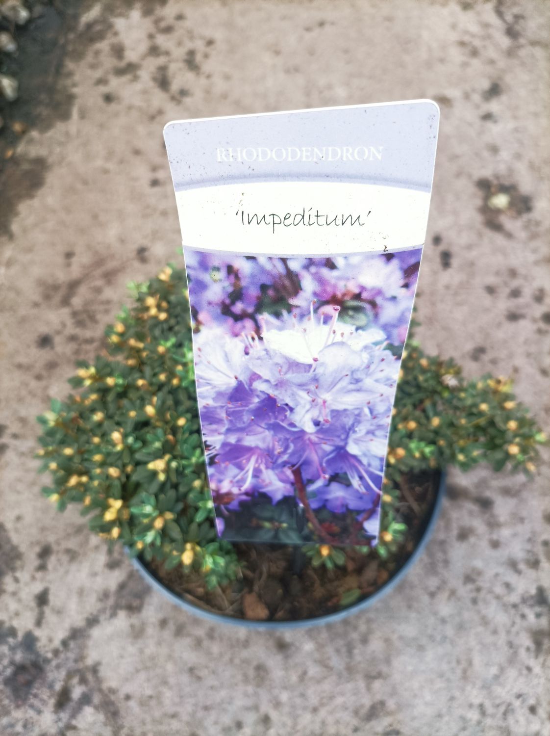 Dwarf Rhododendron &#39;Impeditum&#39; (LARGE)