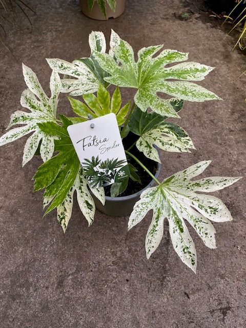 Fatsia Castor Oil Spiders Web FATSIA SPIDER WEBB ,colourful and evergreen..good in pots or open ground in sun or half shade.