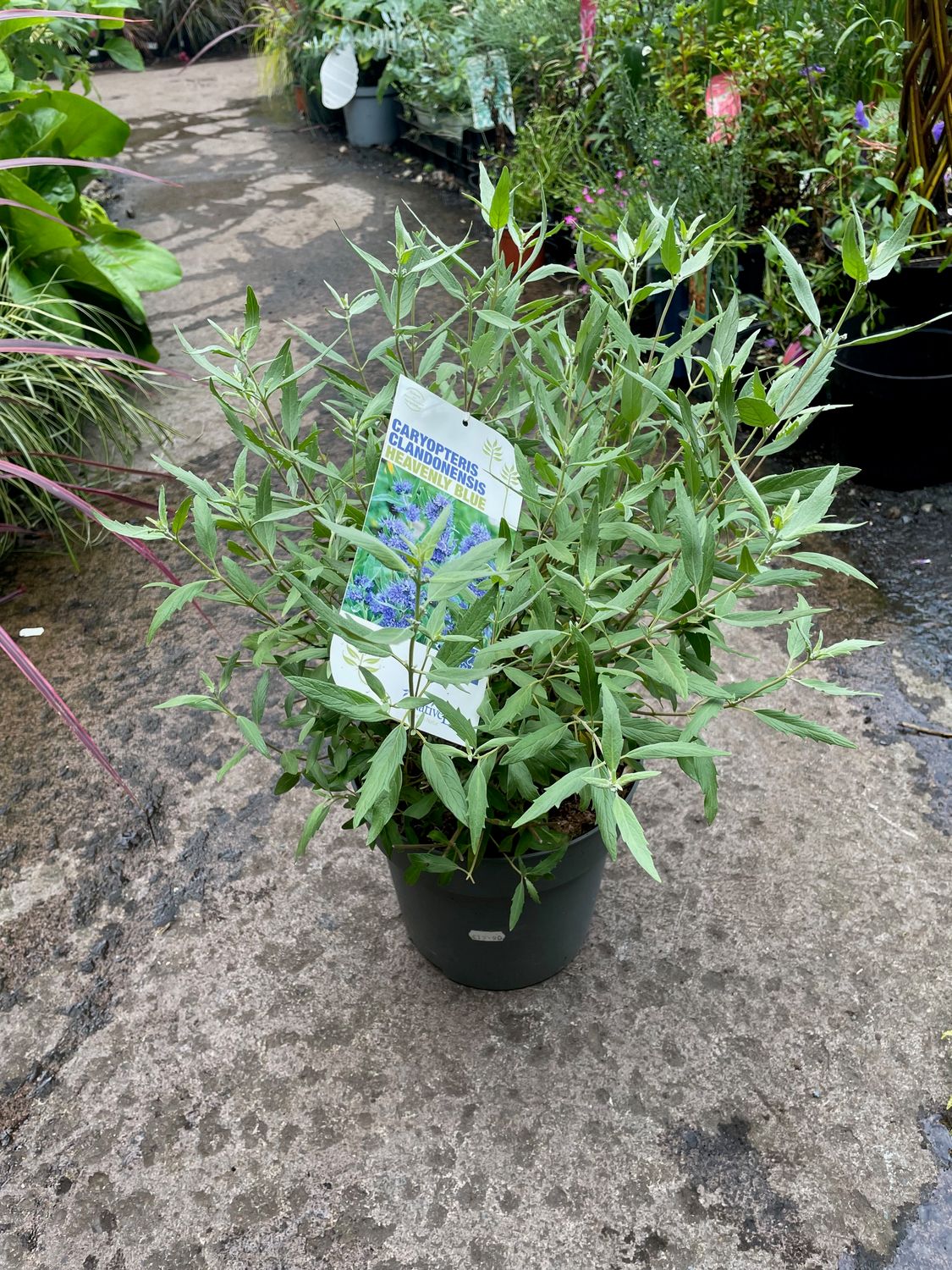 Caryopteris Clandonensis &#39;Heavenly Blue&#39; tough hardy shrub..happy In any reasonable soil type ..blue flowers summer and continues well Into autumn