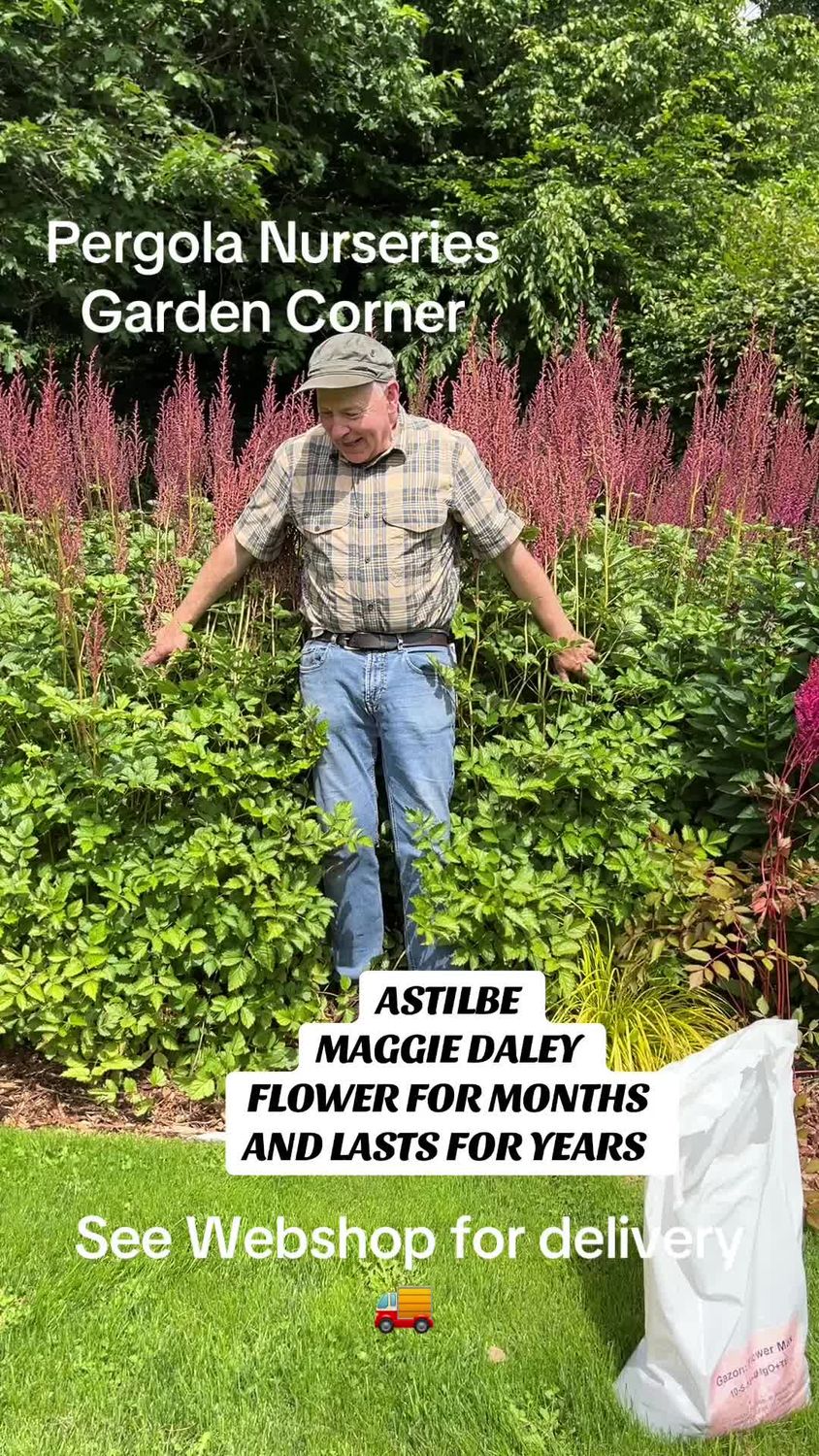 Astilbe &#39;Maggie Daley&#39; is a hardy “Goat&#39;s Beard&quot; strong pot grown plants . May be pruned when delivered to help them establish