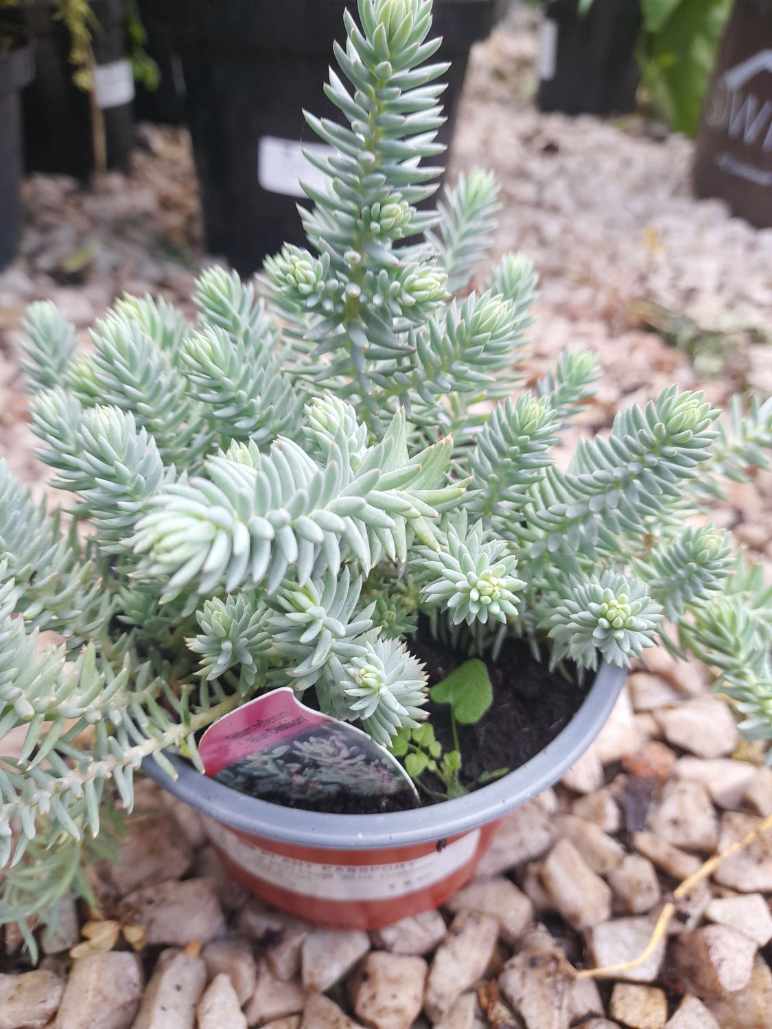 Sedum Blue Cushion…a ground cover plant with blue /grey foliage and yellow flowers Winter hardy and lasts for years!