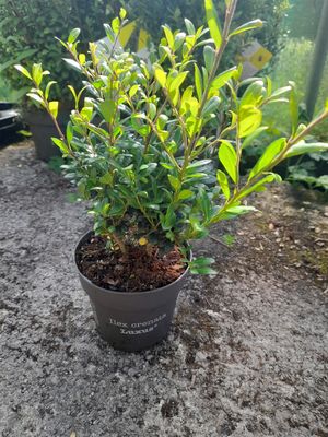Ilex Luxus Hedger