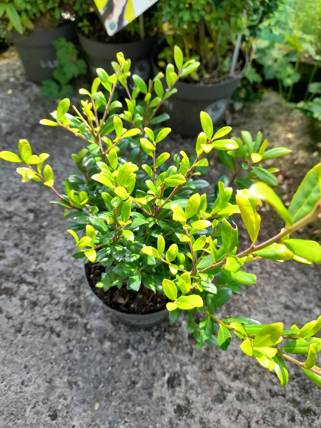 Ilex Luxus Hedger
